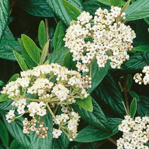 Prague Viburnum - Nature Hills Nursery - #3 Container - 
