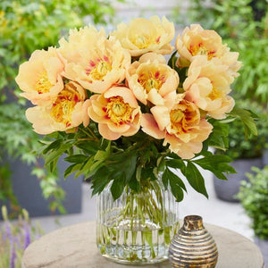 Prairie Charm Peony - Nature Hills Nursery - Bare Root Peony - 