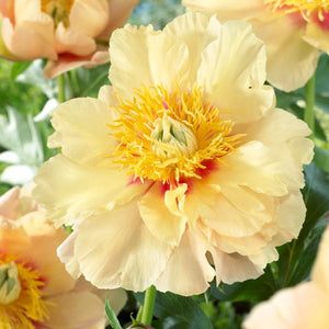 Prairie Charm Peony - Nature Hills Nursery - Bare Root Peony - 