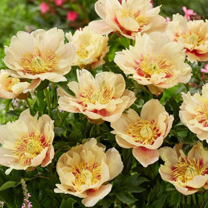 Prairie Charm Peony - Nature Hills Nursery - Bare Root Peony - 