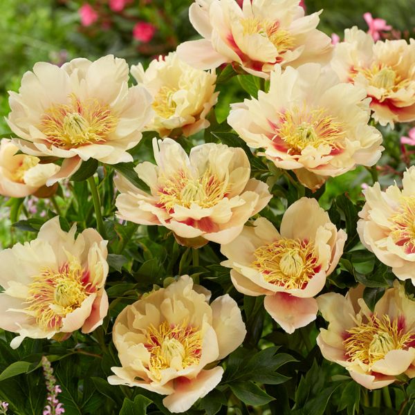 Prairie Charm Peony