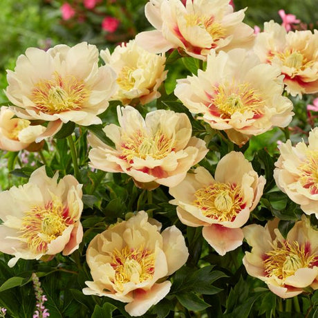 Prairie Charm Peony - Perennial - Nature Hills Nursery - 