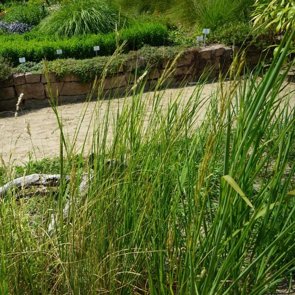 Prairie Cordgrass - Nature Hills Nursery - #1 Container - 