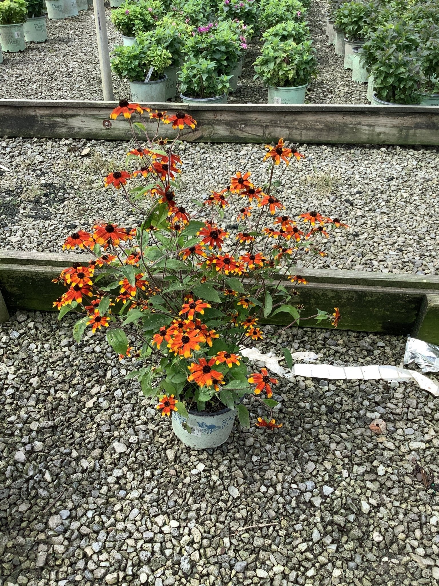 Prairie Glow Black - Eyed Susan | Buy at NatureHills.com