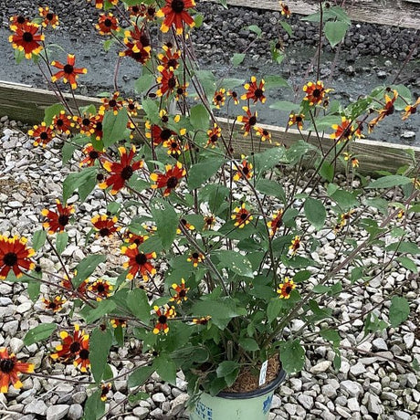 Prairie Glow Black - Eyed Susan - Perennial - Nature Hills Nursery - 1 Container - 