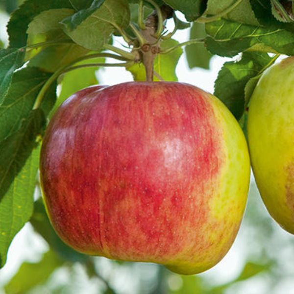 Prairie Magic® Apple - Nature Hills Nursery - 4 - 5 Feet Bareroot Standard Height - 