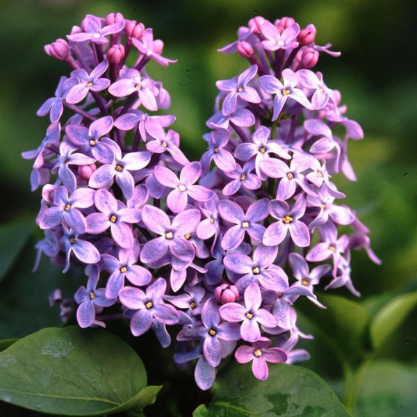 Prairie Petite Lilac (Syringa vulgaris ‘Prairie Petite’), a shrub featuring purple flowers and deciduous.