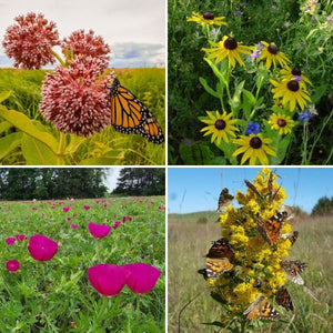 Prairie Seed Mix - Nature Hills Nursery - 4 Oz Pack - 