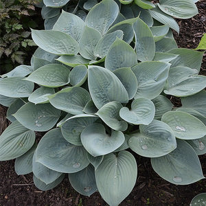 Close-up of purple hosta flowers on Prairie Sky Hosta blooming in late summer to early fall.