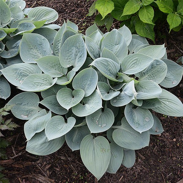 Perennial foliage of Prairie Sky Hosta (Hosta 'Prairie Sky') in a garden setting.