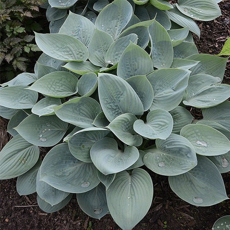 Prairie Sky Hosta - Nature Hills Nursery - #1 Container - 
