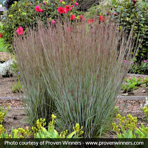 Prairie Winds Blue Paradise Little Bluestem - Nature Hills Nursery - Quart Container - 