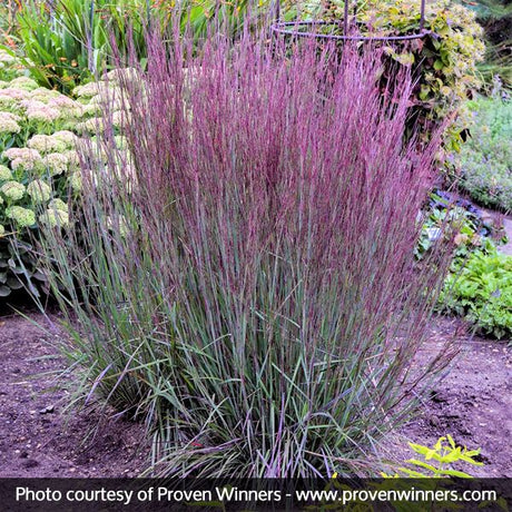 Prairie Winds Blue Paradise Little Bluestem - Nature Hills Nursery - Quart Container - 
