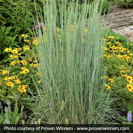 Prairie Winds Blue Paradise Little Bluestem - Nature Hills Nursery - Quart Container - 