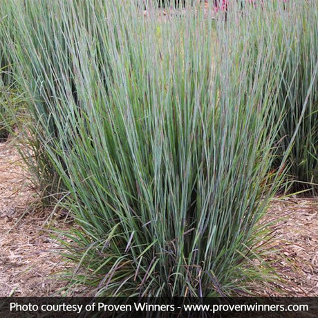 Prairie Winds Blue Paradise Little Bluestem - Nature Hills Nursery - Quart Container - 