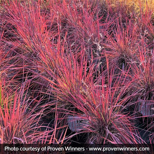 Prairie Winds Blue Paradise Little Bluestem - Nature Hills Nursery - Quart Container - 