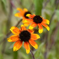 Prairie Glow Black-Eyed Susan