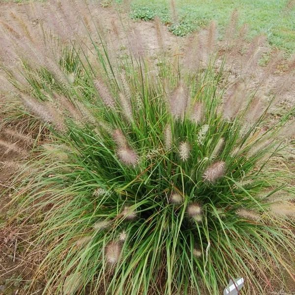 Praline™ Fountain Grass (Pennisetum alopecuroides 'Tift H18'  PP30,724), a perennial featuring perennial and clumping, erect form.