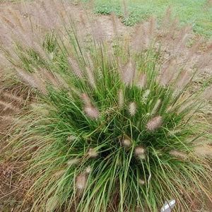 Praline™ Fountain Grass (Pennisetum alopecuroides 'Tift H18'  PP30,724), a perennial featuring perennial and clumping, erect form.