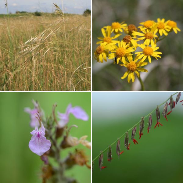 wildflowers4