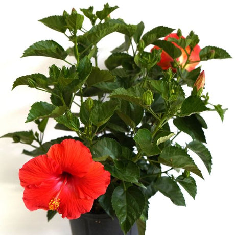 President's Red Tropical Hibiscus - Nature Hills Nursery - #3 Container - 