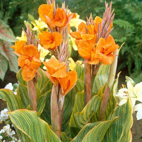Pretoria Canna
