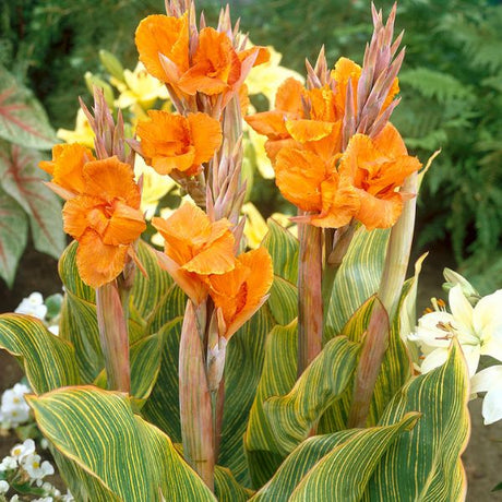 Pretoria Canna - Perennial - Nature Hills Nursery - 5 Pack Bulbs - 