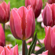 Pretty Princess Tulip - Nature Hills Nursery - 6 Pack Bulbs - 