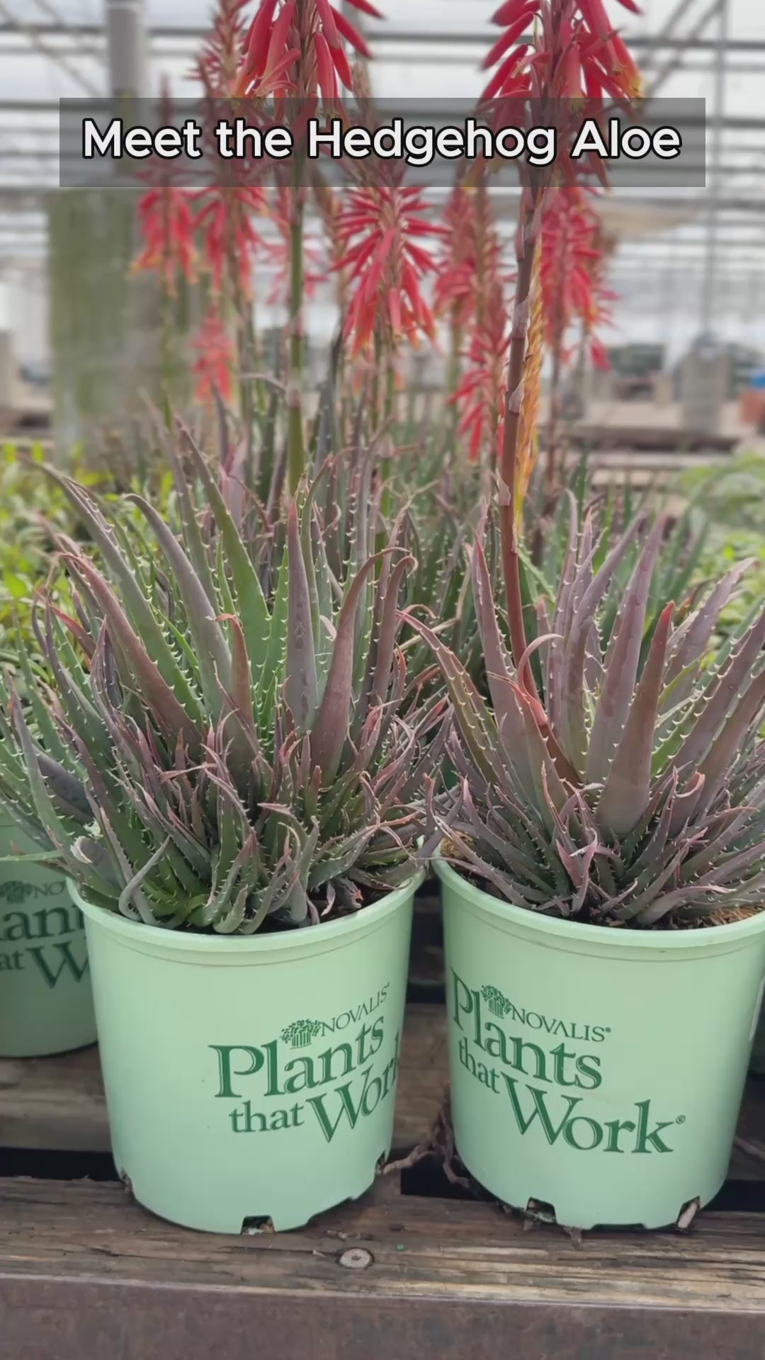 Hedgehog Aloe