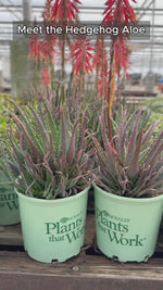 Hedgehog Aloe