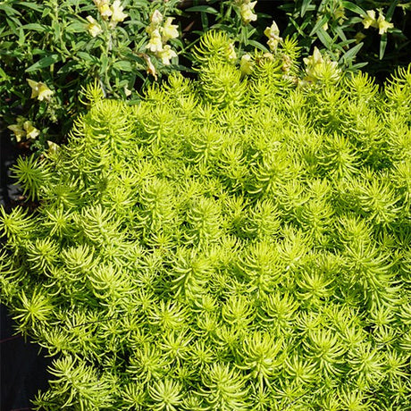 Prima Angelia Sedum - Nature Hills Nursery - Quart Container - 