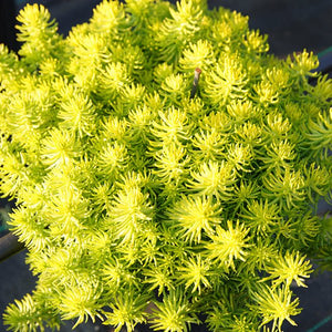 Prima Angelia Sedum - Nature Hills Nursery - Quart Container - 