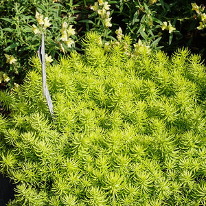 Prima Angelia Sedum - Nature Hills Nursery - Quart Container - 