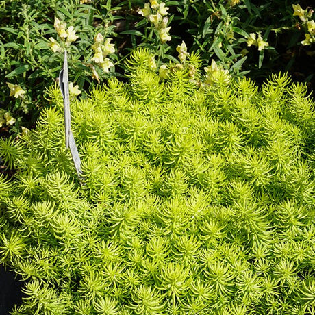 Prima Angelia Sedum