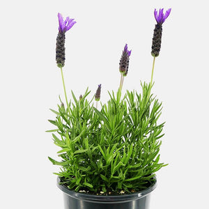 Primavera Lavender - Nature Hills Nursery - Quart Container - 