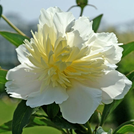Primevere Peony - Nature Hills Nursery - Bare Root Peony - 