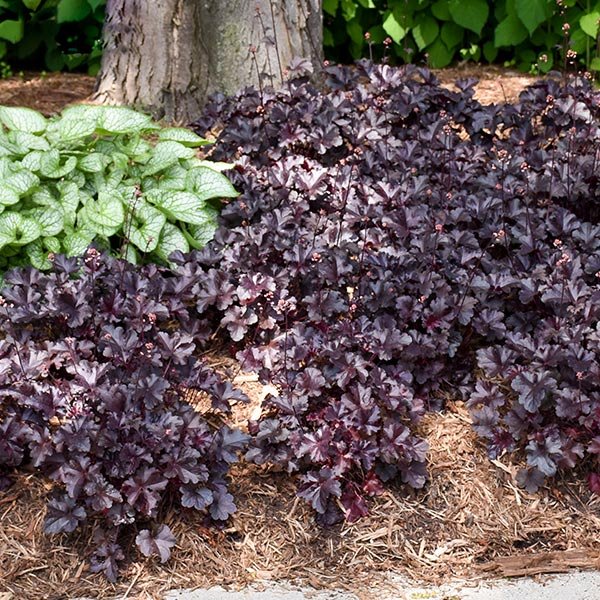 Proven Winners Primo Coral Bells - Thumbnail 2