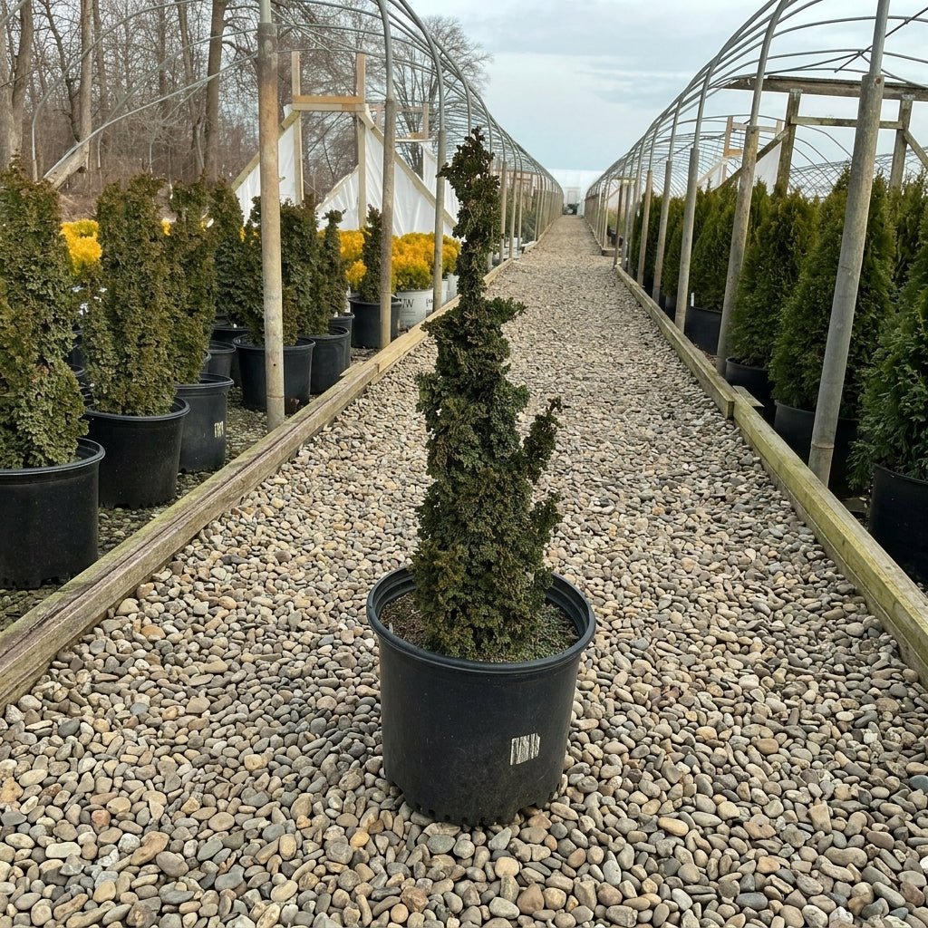 Detail view of Primo® Dwarf Arborvitae (Thuja occidentalis 'IslPrim') showing plant structure and foliage.