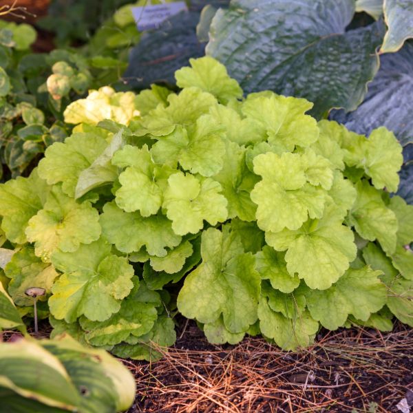 Close-up of pink heuchera flowers on Primo® Pistachio Ambrosia Coral Bells blooming in early summer to late summer.
