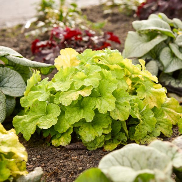 Perennial foliage of Primo® Pistachio Ambrosia Coral Bells (Heuchera x 'Pistachio Ambrosia') in a garden setting.