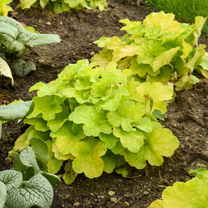 Primo® Pistachio Ambrosia Coral Bells (Heuchera x 'Pistachio Ambrosia'), a perennial featuring pink flowers and perennial.