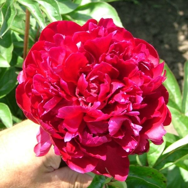 Prince of Darkness Peony - Nature Hills Nursery - Bareroot - 