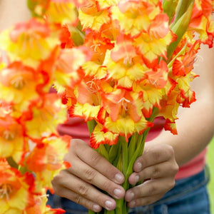 Princess Margaret Rose Gladiolus - Nature Hills Nursery - 12 Pack Bulbs - 