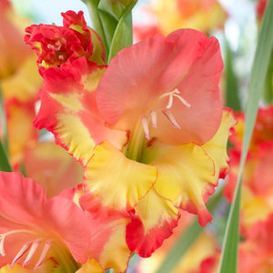 Princess Margaret Rose Gladiolus - Nature Hills Nursery - 12 Pack Bulbs - 