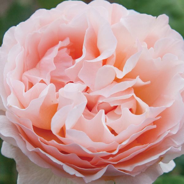 Princesse Charlene de Monaco® Hybrid Tea Rose