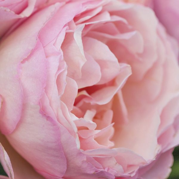 Princesse Charlene de Monaco® Hybrid Tea Rose