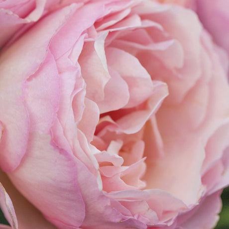 Princesse Charlene de Monaco® Hybrid Tea Rose - Rose - Nature Hills Nursery - 3 Container - 