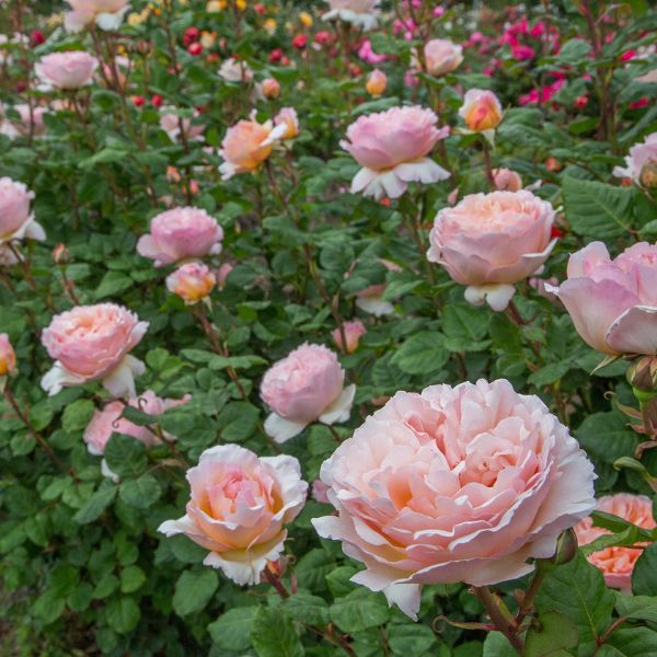 Princesse Charlene de Monaco® Hybrid Tea Rose - Rose - Nature Hills Nursery - 3 Container - 
