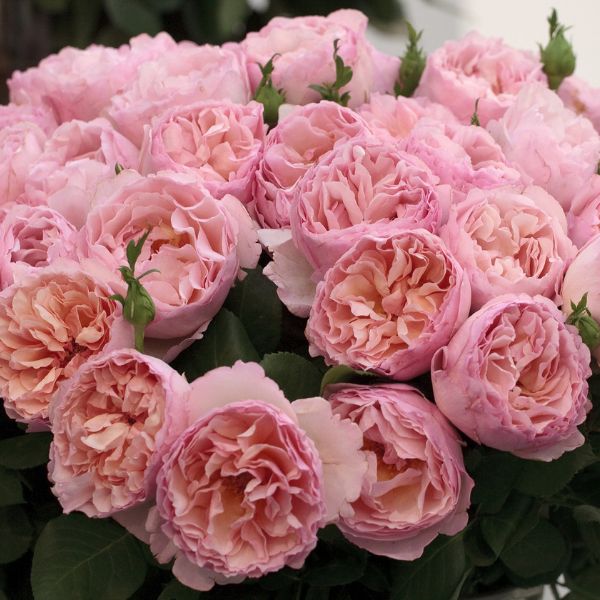 Princesse Charlene de Monaco® Hybrid Tea Rose - Rose - Nature Hills Nursery - 3 Container - 