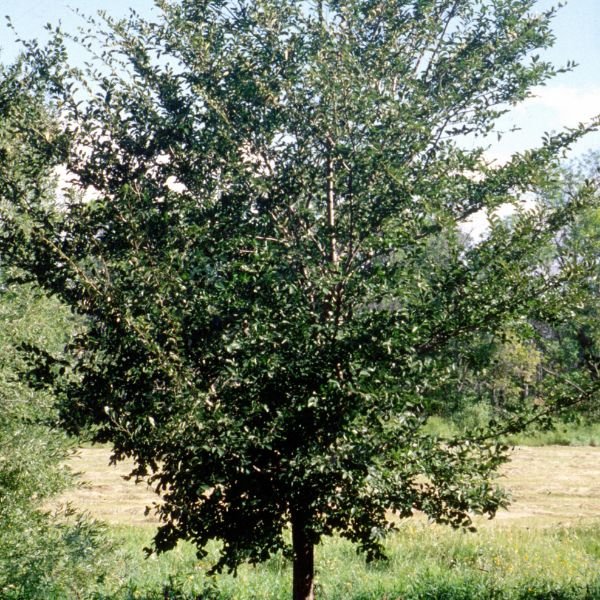 Princeton American Elm Tree (Ulmus americana 'Princeton'), a tree featuring deciduous and arching, erect form.